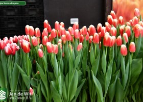 Tulipa Roman Empire ® (2)